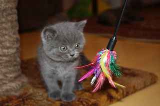 click for enlarge 1920 X 1280 67,9 Kb picture