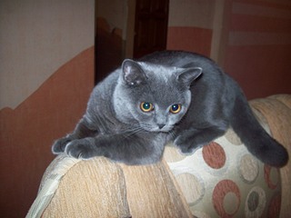 click for enlarge 1920 X 1440 434,6 Kb picture