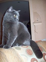 click for enlarge 1920 X 2560 623,3 Kb picture