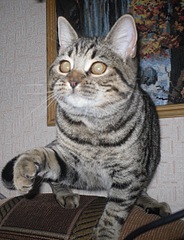 click for enlarge 1920 X 2500 419,6 Kb picture