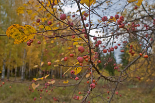 click for enlarge 1920 X 1276 611,0 Kb picture