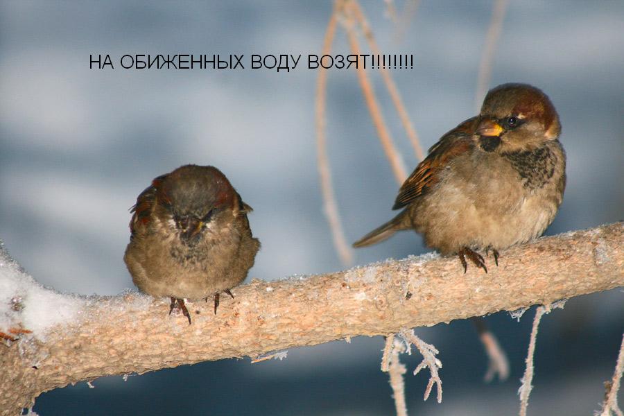 На обиженных воду возят а на добрых. На обиженных воду. Фото на обиженных воду возят. На обиженных. На сердитых воду возят картинки.