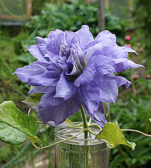 click for enlarge 280 X 312 47,1 Kb picture