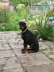 click for enlarge 360 X 479  48,5 Kb picture