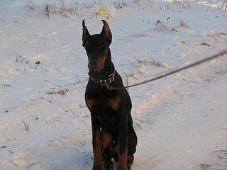 click for enlarge 604 X 453  44,3 Kb picture
