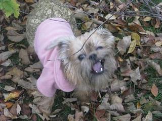 click for enlarge 448 X 336  30,6 Kb picture