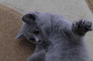 click for enlarge 1920 X 1280 132,1 Kb picture