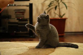 click for enlarge 1920 X 1280 178,7 Kb picture