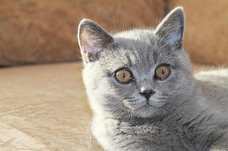 click for enlarge 1920 X 1280 251,5 Kb picture