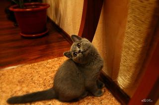 click for enlarge 1920 X 1280 172,8 Kb picture