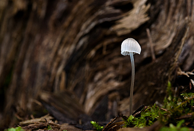 click for enlarge 800 X 541 171,4 Kb picture