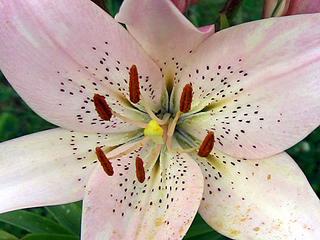 click for enlarge 1920 X 1440 216,5 Kb picture