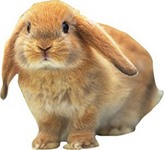 click for enlarge 300 X 274 15,9 Kb picture