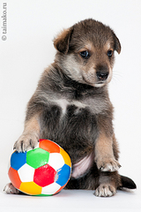 click for enlarge 600 X 900 389,7 Kb picture