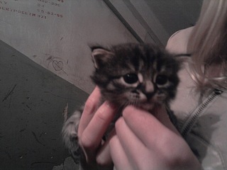 click for enlarge 604 X 453 50,2 Kb picture