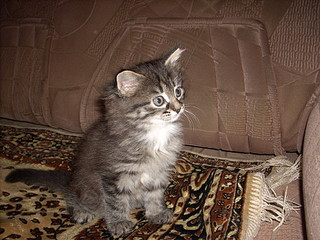 click for enlarge 1920 X 1440 702,2 Kb picture