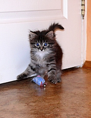 click for enlarge 768 X 989 408,2 Kb picture