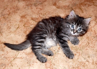 click for enlarge 1024 X 725 376,2 Kb picture