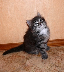 click for enlarge 684 X 768 278,0 Kb picture