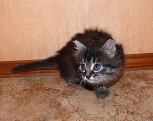 click for enlarge 970 X 768 444,6 Kb picture