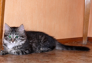 click for enlarge 1024 X 702 391,7 Kb picture