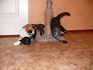 click for enlarge 1024 X 768 401,1 Kb picture