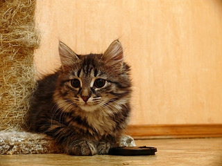 click for enlarge 1024 X 768 432,8 Kb picture