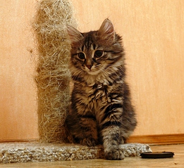 click for enlarge 838 X 768 410,7 Kb picture