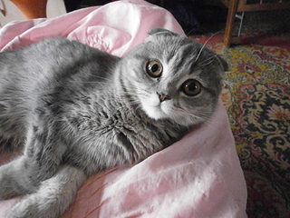 click for enlarge 1920 X 1440 199,4 Kb picture