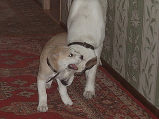 click for enlarge 1600 X 1200 323,2 Kb picture