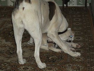 click for enlarge 1600 X 1200 346,7 Kb picture