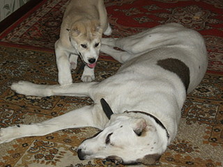 click for enlarge 1600 X 1200 408,6 Kb picture