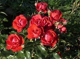 click for enlarge 794 X 590 293,9 Kb picture