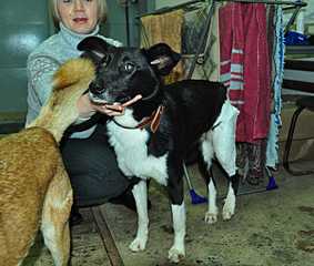 click for enlarge 1200 X 1016 100,6 Kb picture