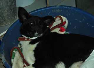 click for enlarge 1200 X 876 51,2 Kb picture