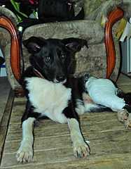 click for enlarge 935 X 1200 91,2 Kb picture