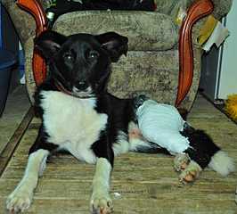 click for enlarge 1200 X 1081 117,3 Kb picture