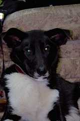 click for enlarge 800 X 1200 50,2 Kb picture