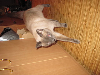 click for enlarge 1600 X 1200 525,9 Kb picture