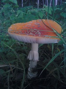 click for enlarge 1536 X 2048 495,0 Kb picture