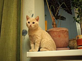 click for enlarge 1920 X 1440 286,9 Kb picture