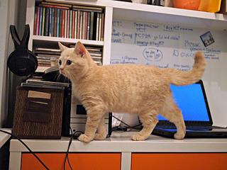 click for enlarge 1920 X 1440 264,9 Kb picture