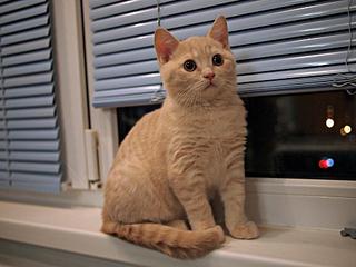 click for enlarge 1920 X 1440 211,8 Kb picture