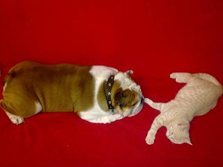 click for enlarge 1920 X 1440 122,1 Kb picture