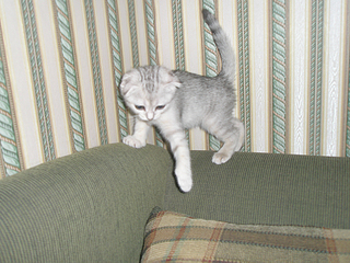 click for enlarge 900 X 675 554,2 Kb picture