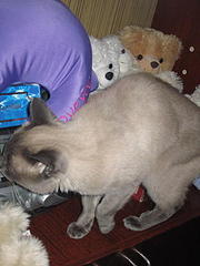 click for enlarge 300 X 400 27,0 Kb picture