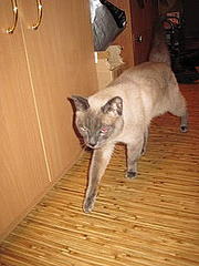 click for enlarge 240 X 320 13,9 Kb picture