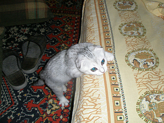 click for enlarge 900 X 675 667,9 Kb picture