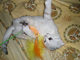 click for enlarge 900 X 675 700,2 Kb picture