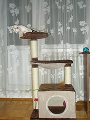 click for enlarge 675 X 900 593,8 Kb picture